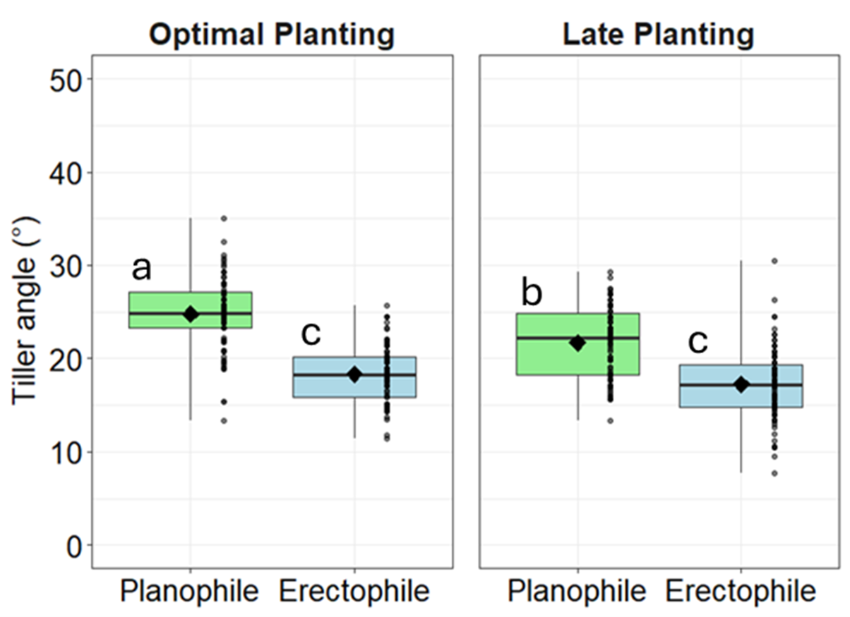 Boxplots showing winter wheat tiller angle (degrees) for Planophile and Erectophile canopy types under optimal and late planting. Under optimal planting, Planophile has wider tiller angles (~25&ndash;30&deg;) compared to Erectophile (~18&ndash;22&deg;). Under late planting, Planophile angles are slightly reduced (~22&ndash;26&deg;) but remain wider than Erectophile (~17&ndash;20&deg;). Letters (a, b, c) mark statistical significance.